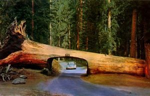 Unusual Things | Place of Links